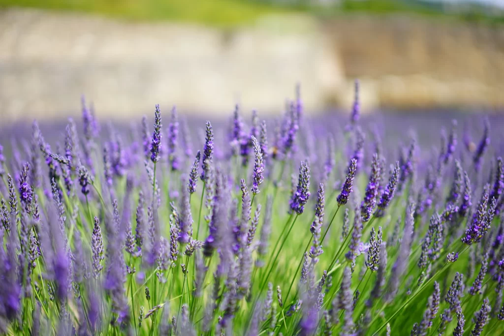 Purple Lavender Bloom Stalks gray Greenery