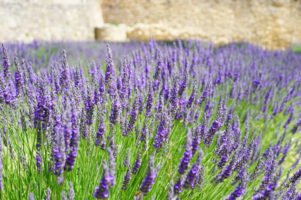 Purple Lavender Bloom Stalks Greenery gray Field
