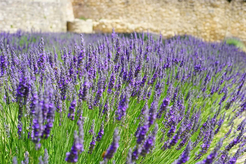 Purple Lavender Bloom Stalks Green gray Leaves