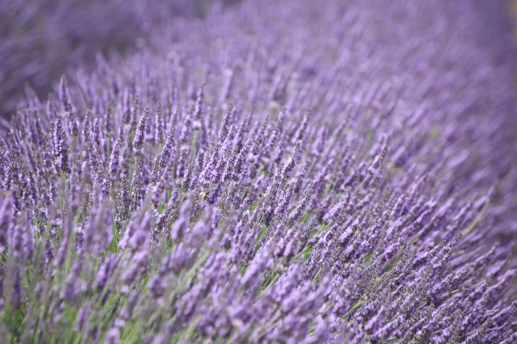 Purple Lavender Bloom Stalks Dense Field