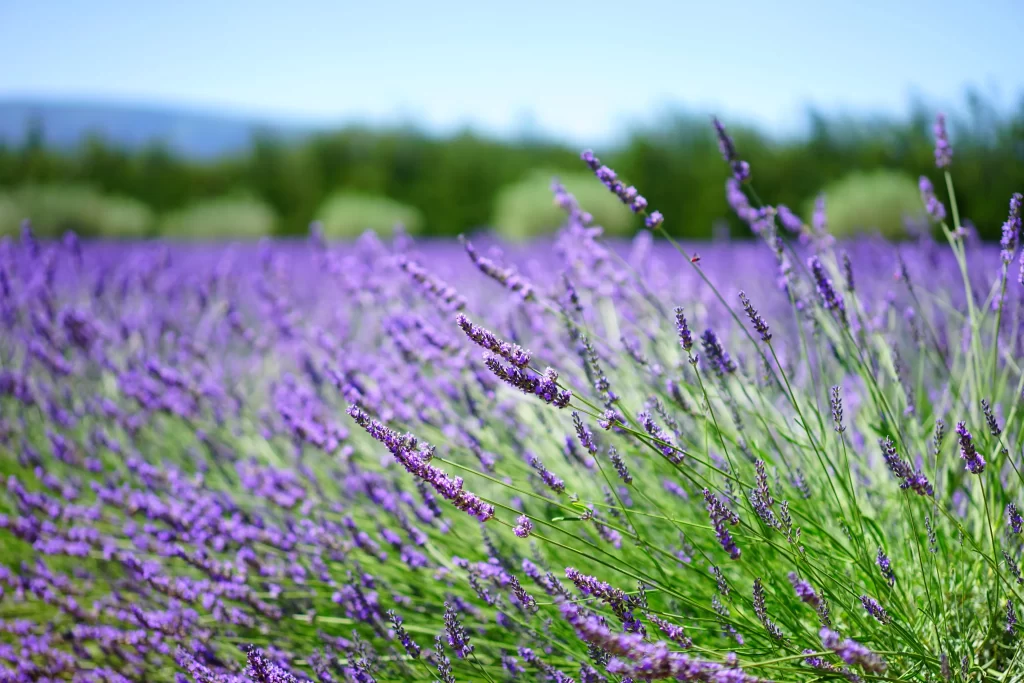 Purple Lavender Bloom Stalks Field gray Greenery