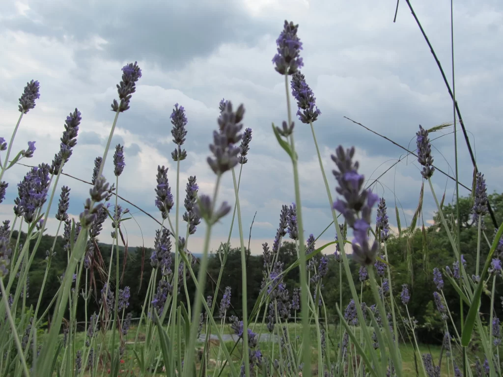 Purple Lavender Bloom Stalks Greenery Cloudy Sky