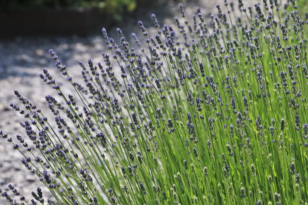 Purple Lavender Bloom Stems Green Leaves