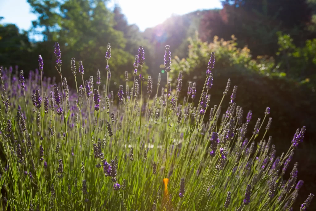 Purple Lavender Bloom Stems Sunlight Greenery