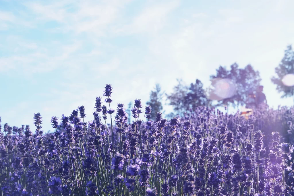 Purple Lavender Bloom Stems Field BlueSky
