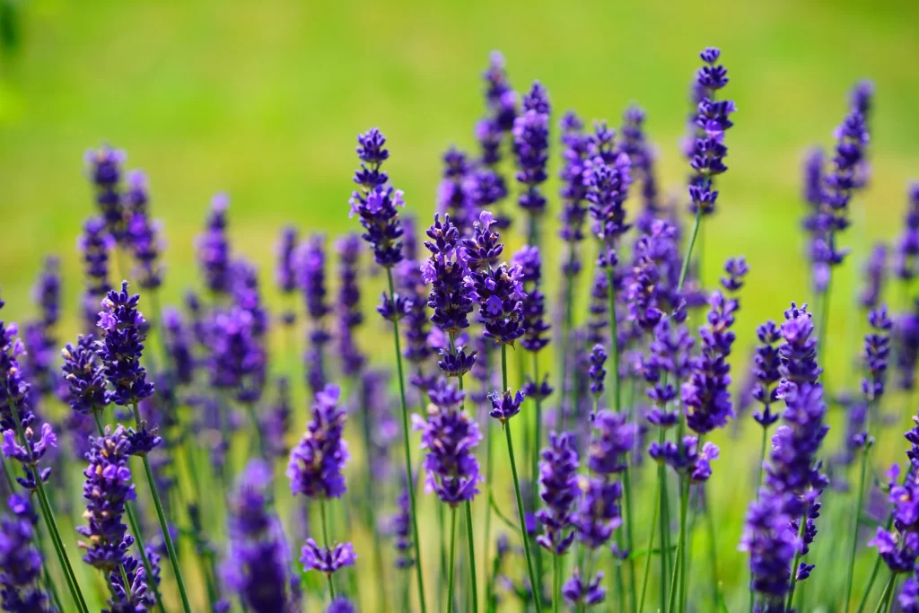 Purple Lavender Bloom Stems Green Background
