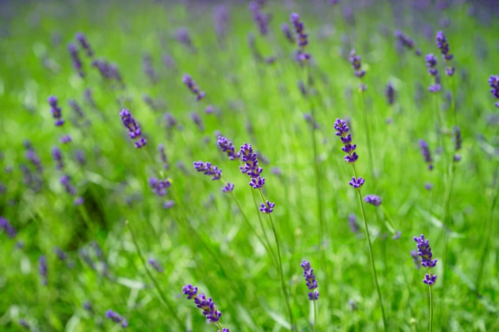 Purple Lavender Bloom Stems Greenery Field