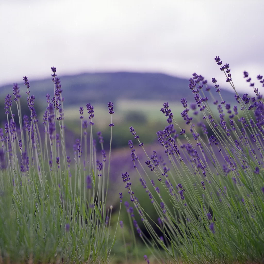 Purple Lavender Bloom Stems Greenery Hillside