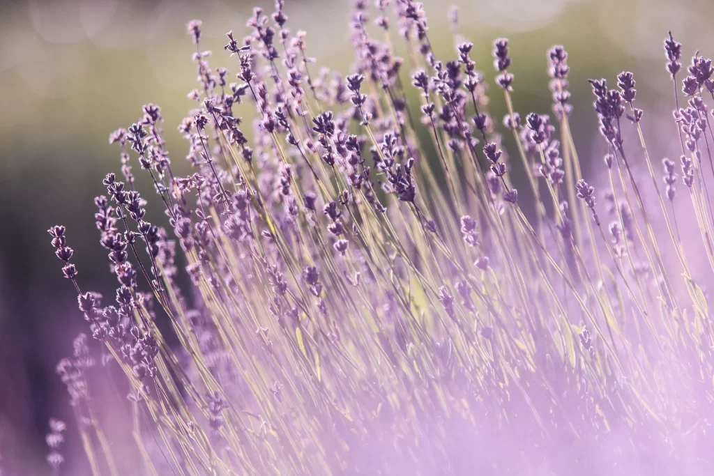 Purple Lavender Bloom Stems Soft gray Focus