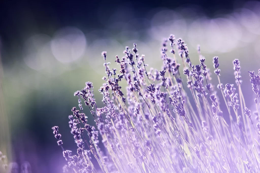 Purple Lavender Bloom Stems Soft cool Focus
