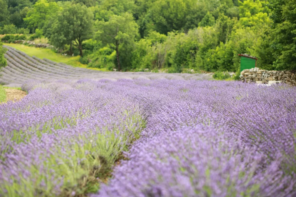 Purple Lavender Blooming Rows Greenery