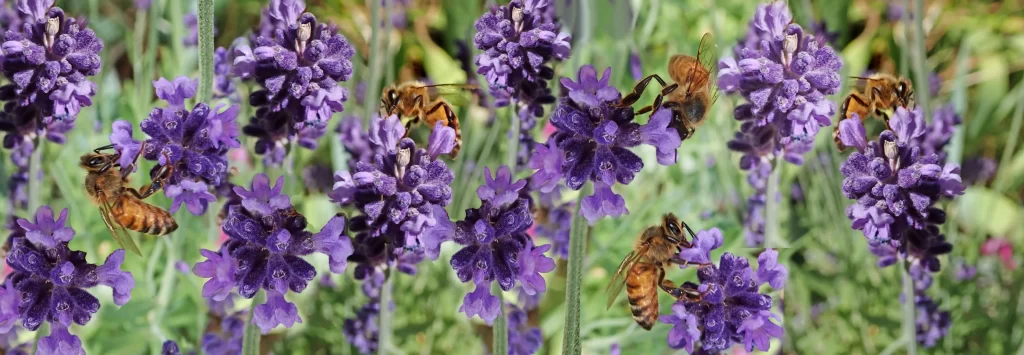 Purple Lavender Blooms Bees Greenery