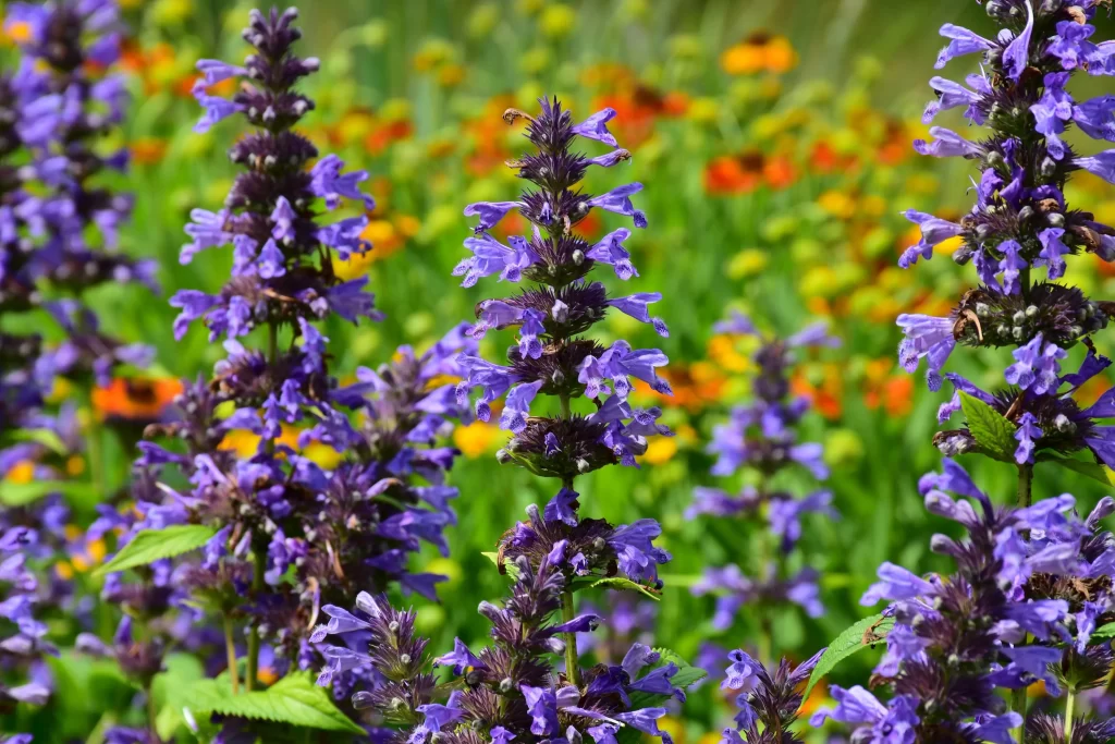 Purple Lavender Blooms Dense Greenery