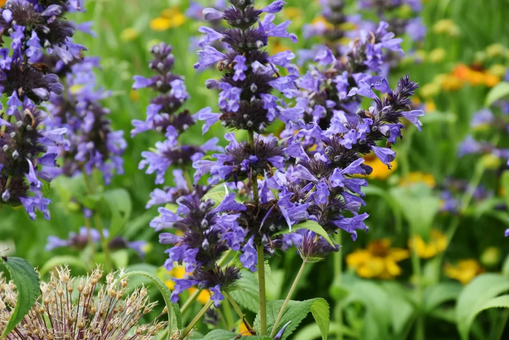 Purple Lavender Blooms Dense Stalks Greenery