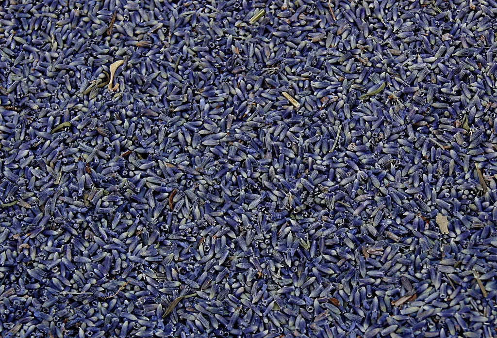 Purple Lavender Blooms Dense Texture