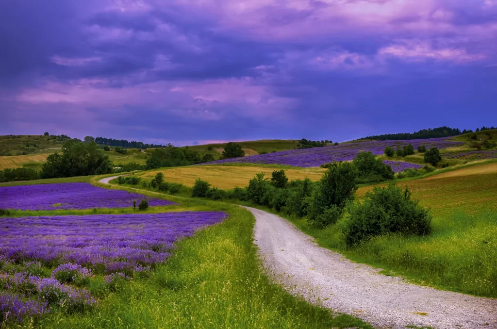 Purple Lavender Blooms Field Path Greenery