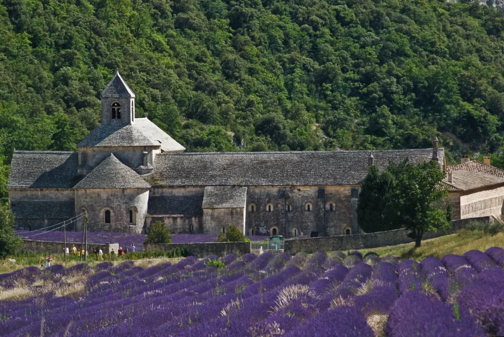 Purple Lavender Blooms Field gray Greenery