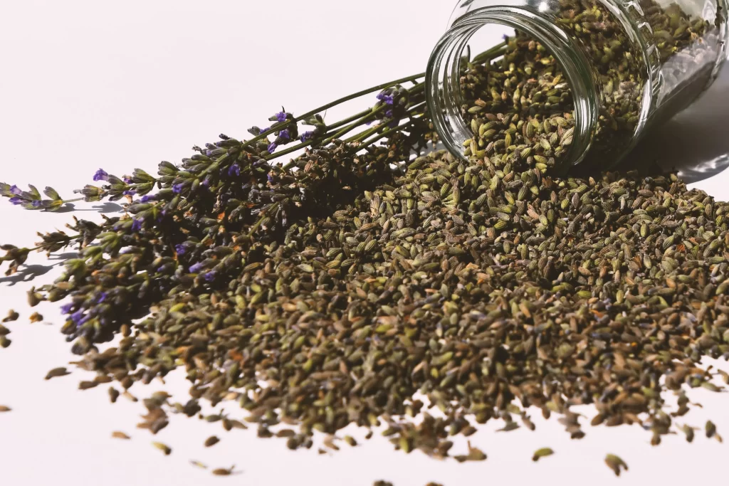 Purple Lavender Blooms Green Stems Spilled Seeds