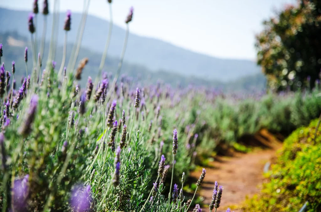 Purple Lavender Blooms Greenery Pathway Hills