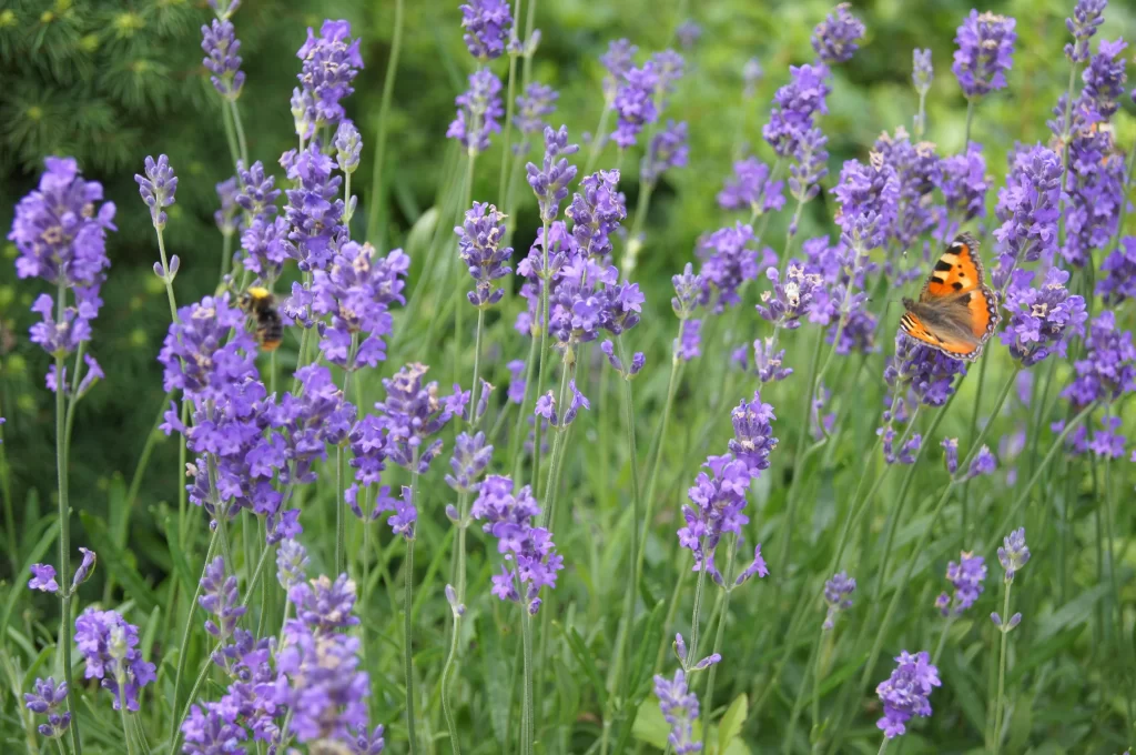 Purple Lavender Blooms Greenery Butterfly