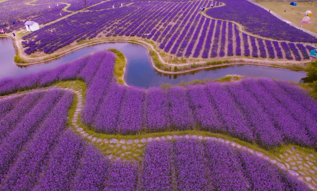 Purple Lavender Blooms Rows Pathway