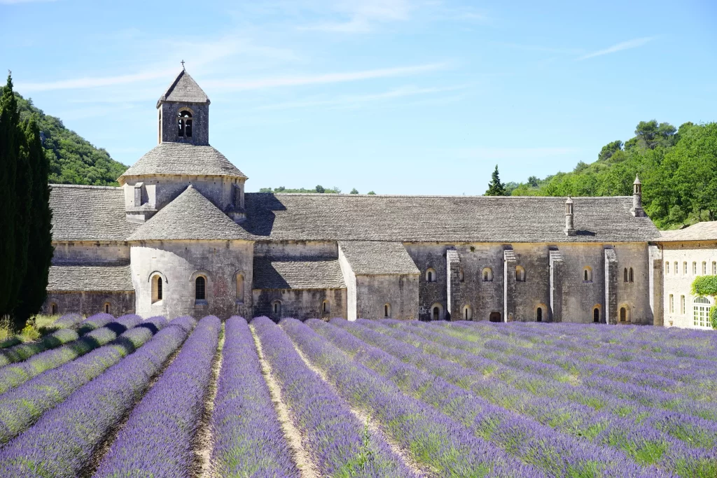 Purple Lavender Blooms Rows Greenery Historic Building