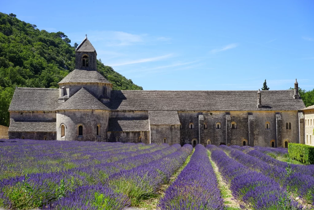 Purple Lavender Blooms Rows Greenery Historic Architecture