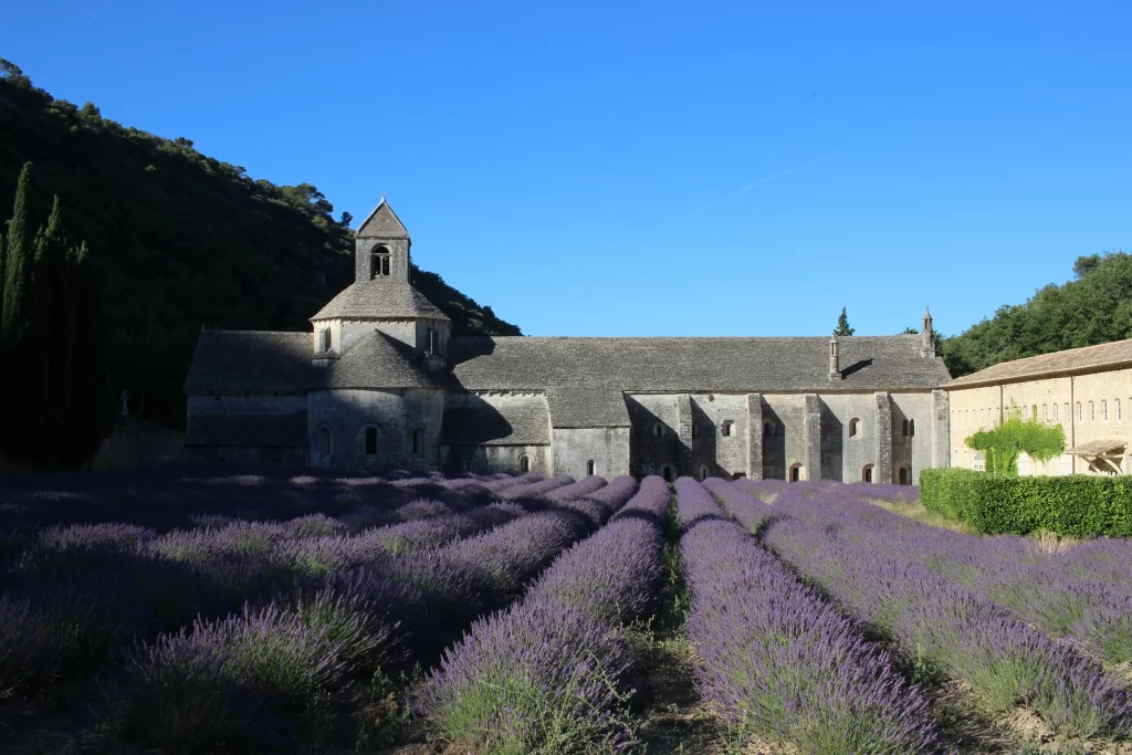 Purple Lavender Blooms Rows Greenery Architecture