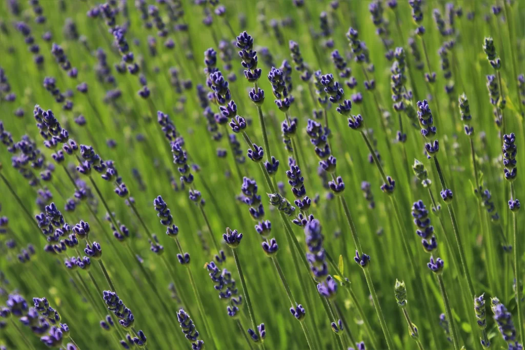 Purple Lavender Blooms Stems Greenery Dense