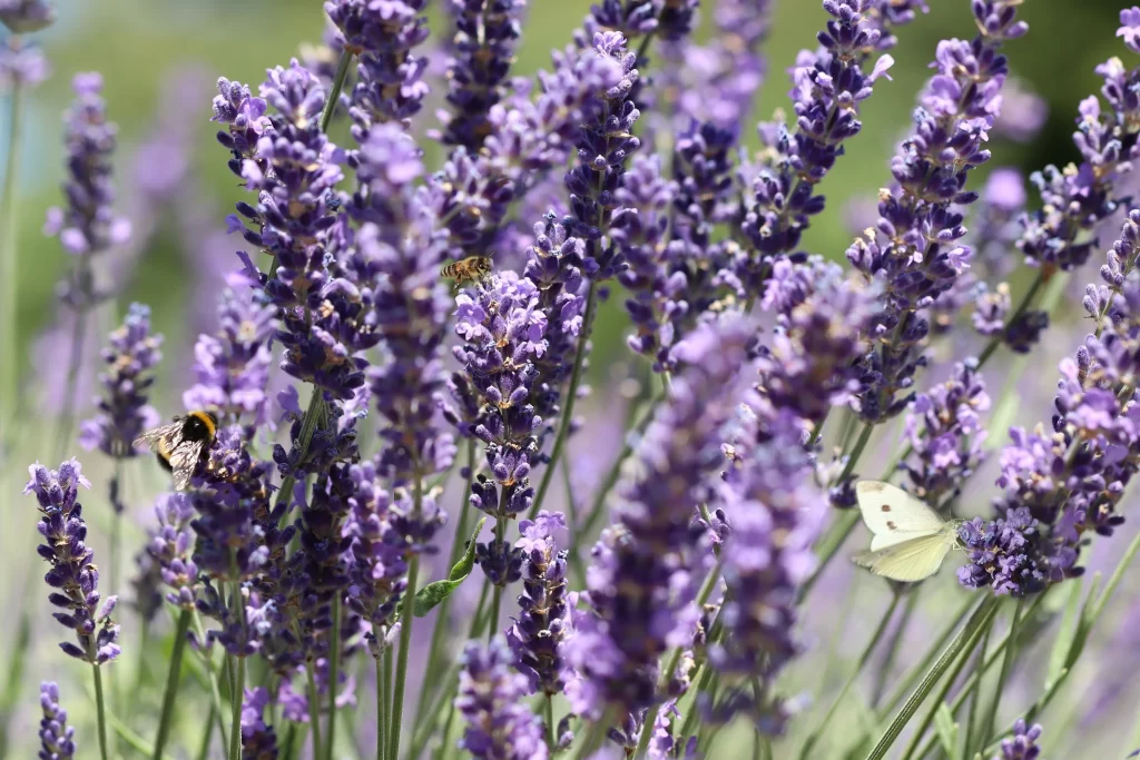 Purple Lavender Blooms Stems Greenery Bees