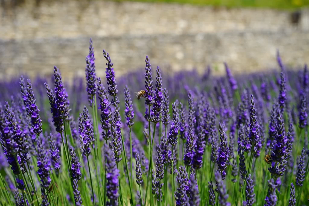 Purple Lavender Blooms Stalks Greenery Bees