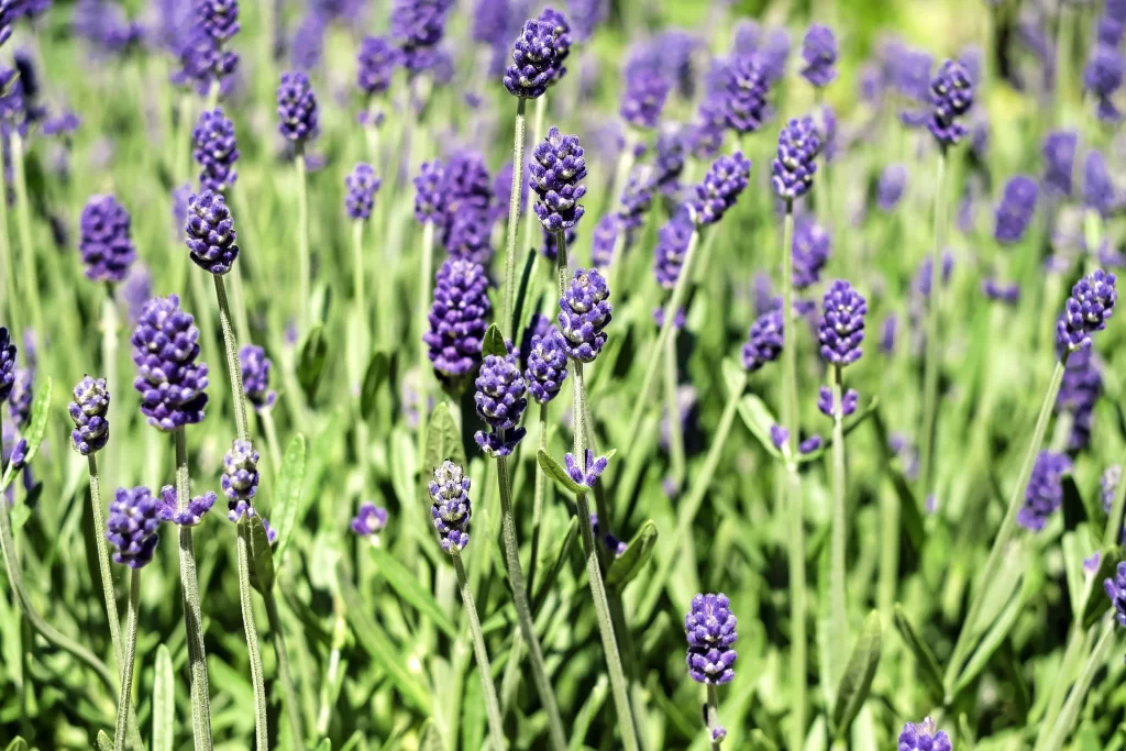 Purple Lavender Blooms Stalks Green Leaves