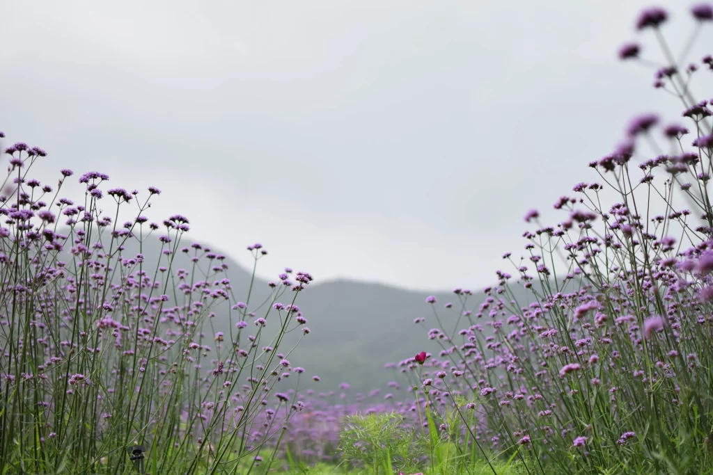 Purple Lavender Blooms Tall Stems Greenery Mountain