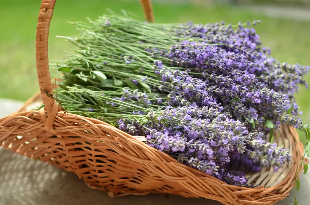 Purple Lavender Bunch Basket Green Stems
