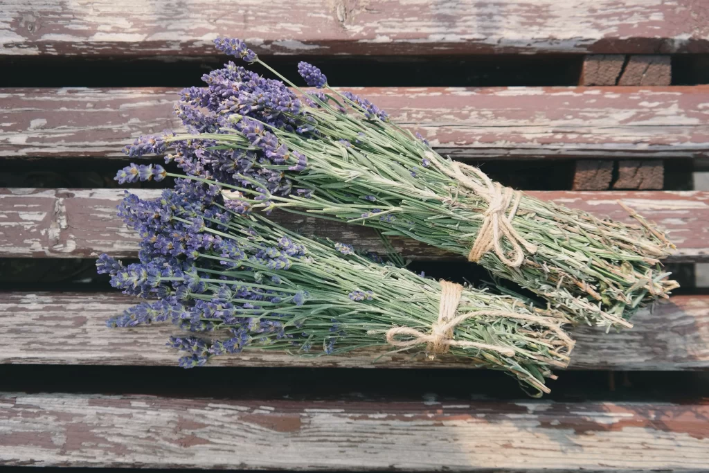 Purple Lavender Bunches Green Stems Twine