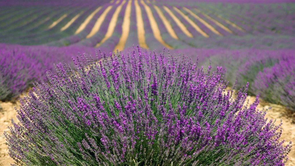 Purple Lavender Bush Blooms Field