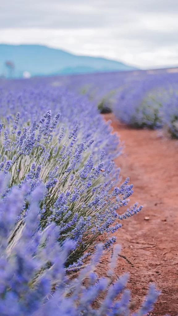 Purple Lavender Bushes Blooming Field