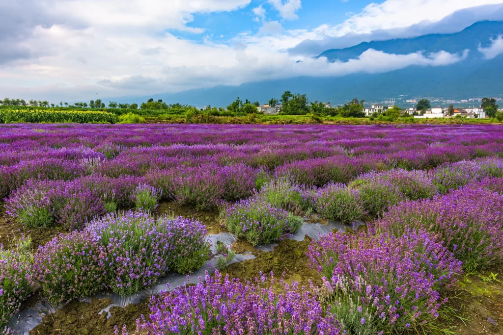 Purple Lavender Bushes Blooming Field