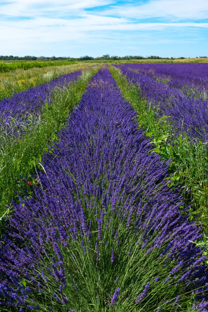 Purple Lavender Bushes Blooming Field gray Greenery