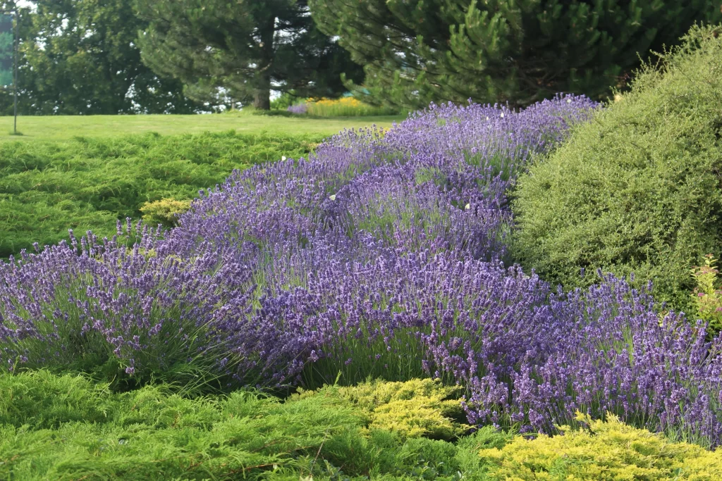 Purple Lavender Bushes Blooming gray Greenery