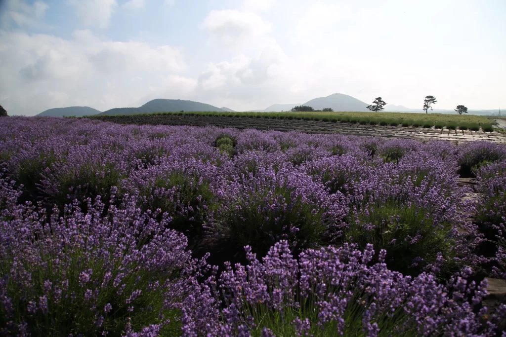 Purple Lavender Bushes Blooming Field Hills