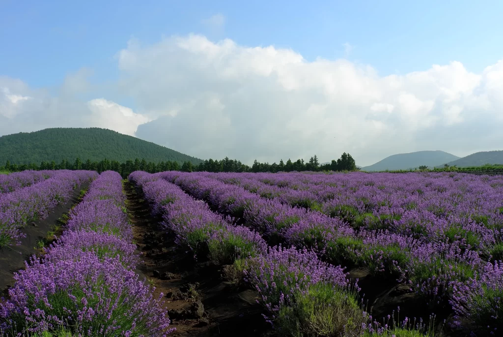 Purple Lavender Bushes Blooming Rows Hills