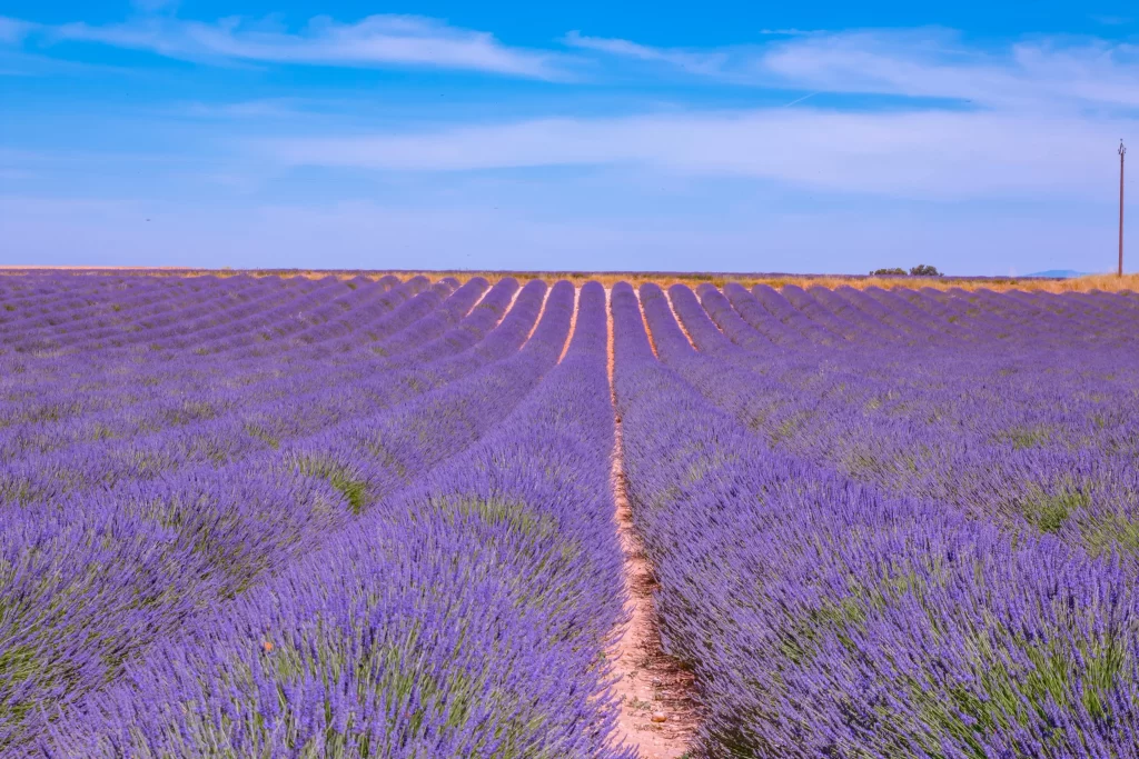 Purple Lavender Bushes Blooming Field Sky