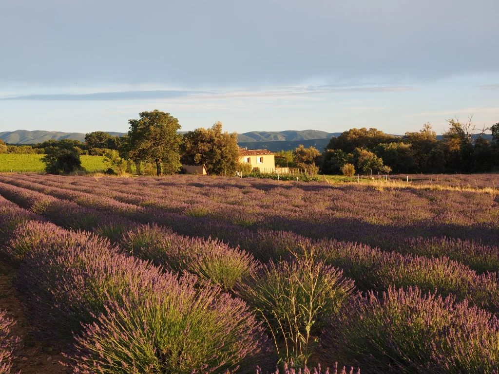 Purple Lavender Bushes Blooming Field gray Greenery