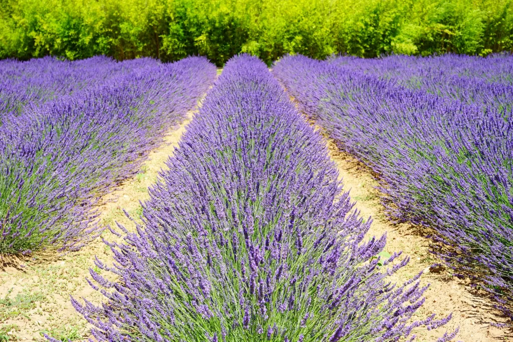 Purple Lavender Bushes Blooming Rows gray Greenery