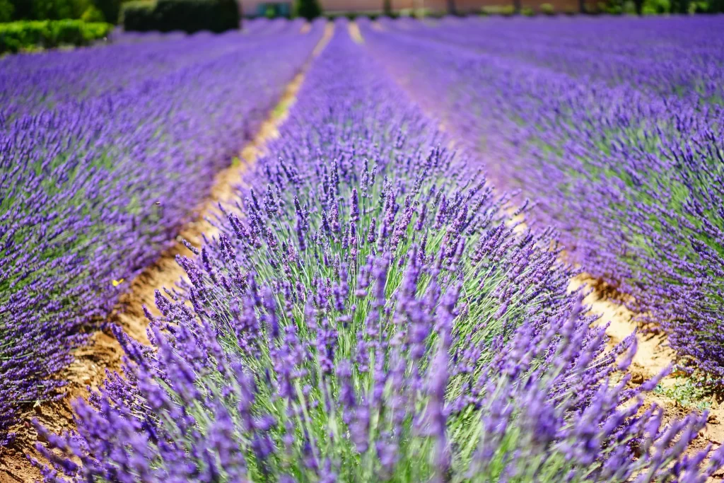 Purple Lavender Bushes Blooming cool Field