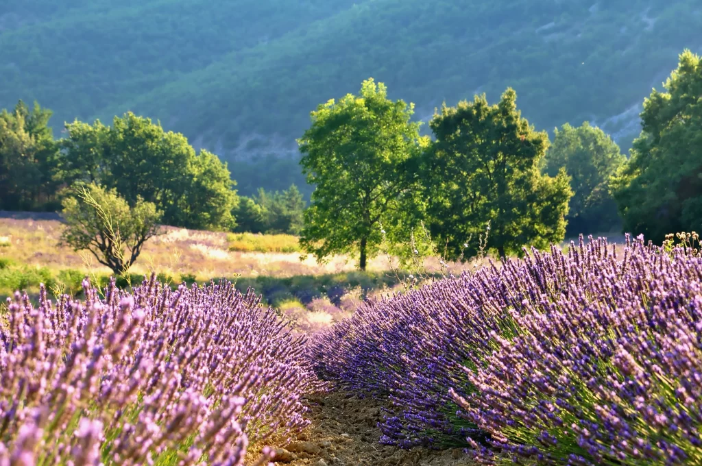 Purple Lavender Bushes Blooming Sunlight Greenery