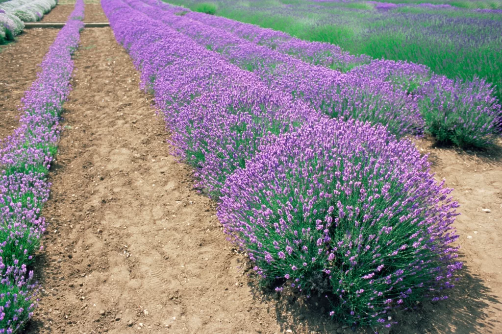 Purple Lavender Bushes Blooming Rows gray Greenery