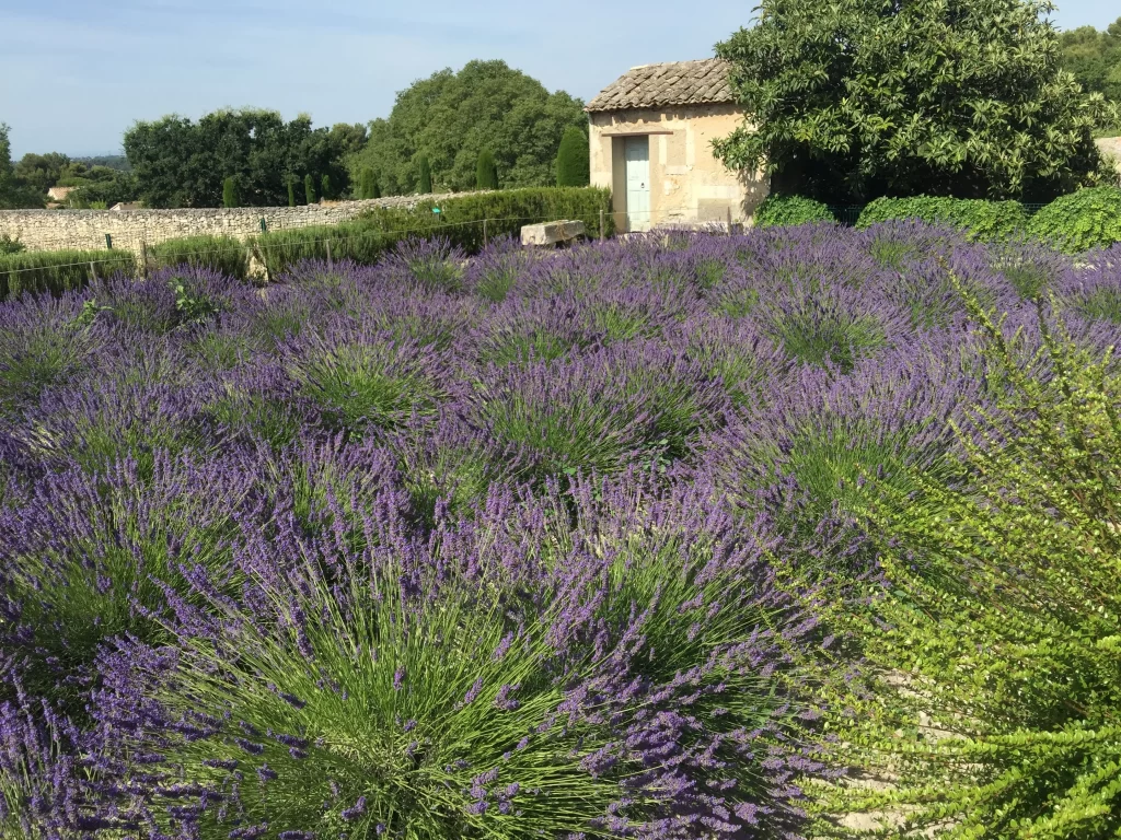 Purple Lavender Bushes Blooming gray Greenery
