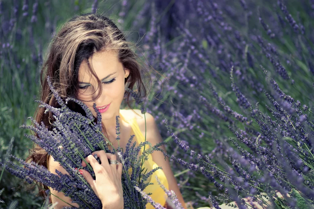 Purple Lavender Bushes Blooming gray Field